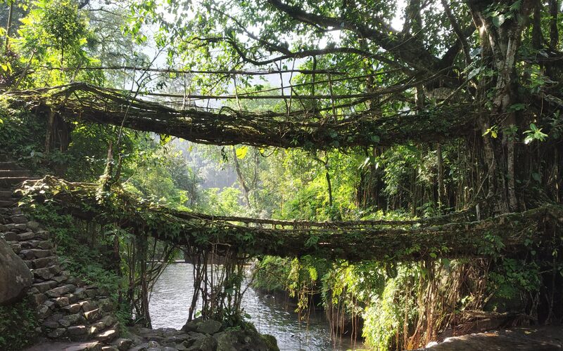 Northeast India living root bridges Meghalaya