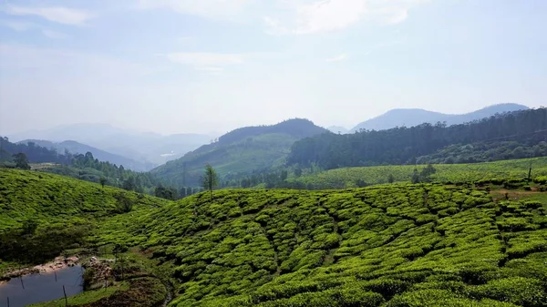 Ooty Nilgiris tea garden hills